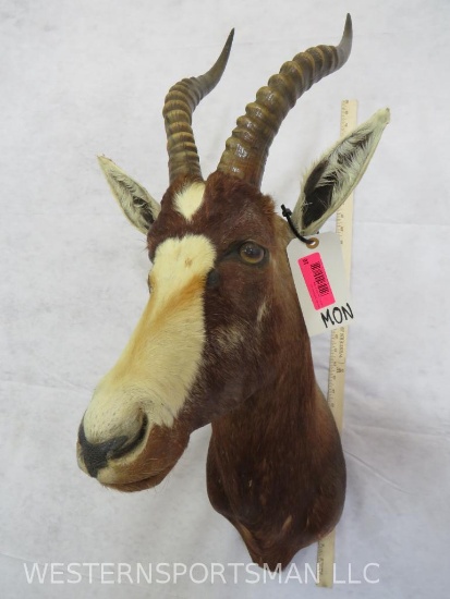 Blesbok Sh Mt TAXIDERMY