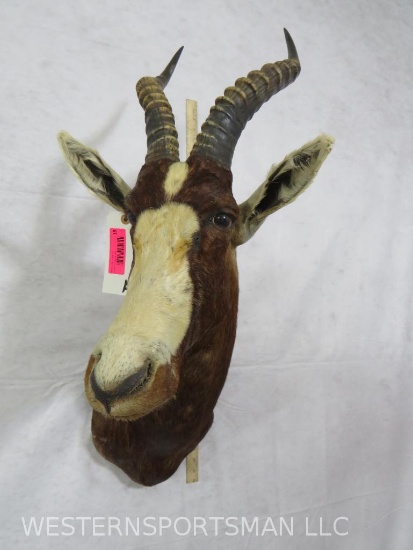 Blesbok Sh Mt TAXIDERMY