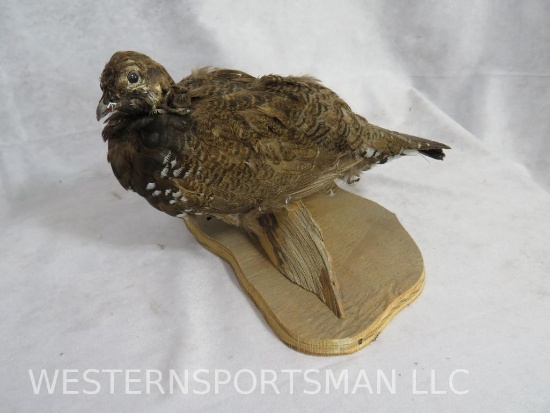 GROUSE ON PERCH TAXIDERMY