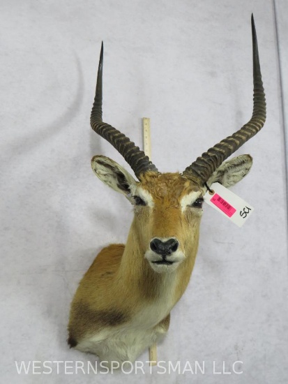 Kafue Lechwe Sh Mt TAXIDERMY