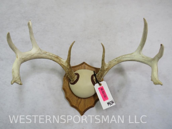 WHITETAIL RACKN ON PLAQUE TAXIDERMY