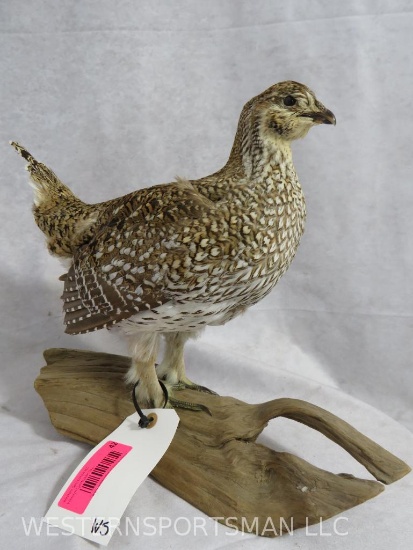 GROUSE ON PERCH TAXIDERMY