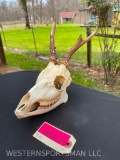 Really Nice European Roe Deer Full skull & lower jaws-all teeth. Great Taxidermy