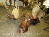 Moose Dead Mount W/REPRODUCTION ANTLERS ODDITY TAXIDERMY