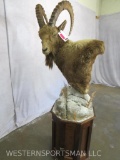 Ibex Pedestal Mt TAXIDERMY