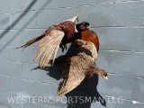 Beautiful pair of flying Pheasants, Male & Female