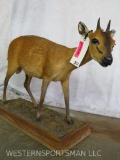LIFESIZE RED DUIKER TAXIDERMY
