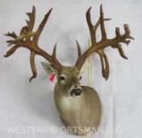 SUPER HEAVY UNCOMMON WHITETAIL SH MT W/REPRODUCTION ANTLERS  TAXIDERMY