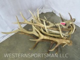 PILE OF ELK SHEDS TAXIDERMY