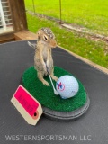 Super Cute life-size Golfing 13 Lined Ground squirrel on the Green!!