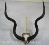 KUDU HORNS ON PLAQUE TAXIDERMY
