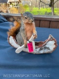Beautiful - Large Fox Squirrel, in a canoe, New Taxidermy