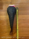 Very RARE Hippo tail, Taxidermy mount ! FIRST one I have EVER seen great Oddity piece