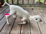 Super Cute, Beautiful baby Lamb, lifesize mount, as it down on its knees, like it is nursing = Rare