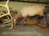 LIfesize Fighting Elk - Repro Antlers TAXIDERMY