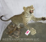 BEAUTIFUL LIFESIZE LEAPING LEOPARD *TX RESIDENTS ONLY* TAXIDERMY