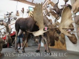 LIFESIZE MOOSE W/REPRODUCTION ANTLERS -NO BASE TAXIDERMY
