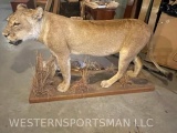 LIFESIZE LIONESS *NEW HAMPSHIRE RES ONLY* TAXIDERMY