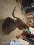 BANTENG SH MT *NEW HAMPSHIRE RES ONLY* TAXIDERMY