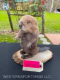 Super Cute little baby Beaver on a wood base Great, New Taxidermy