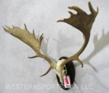 WIDESPREAD FALLOW EURO ON PLAQUE TAXIDERMY