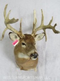 UNCOMMON WHITETAIL SH MT W/DROP TYNES TAXIDERMY