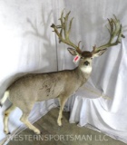 XL LIFESIZE MULE DEER W/REPRODUCTION ANTLERS TAXIDERMY