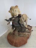 BEAUTIFUL LIFESIZE LION DRAGGING WILDEBEEST ON BASE  *TX RES*  TAXIDERMY