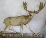 XL LIFESIZE WHITETAIL W/REPRODUCTION ANTLERS TAXIDERMY