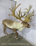 REALLY PRETTY LIFESIZE CARIBOU/REINDEER  W/REPRODUCTION ANTLERS  TAXIDERMY
