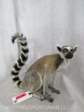 RARE NEW MOUNT Lifesize Ringtail Lemur ODDITY TAXIDERMY *TX RES ONLY