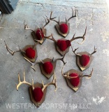 8 WHITETAIL HORN MOUNTS (8x$) TAXIDERMY
