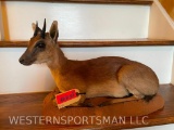RARE, little Suni Antelope, Lifesize, laying down mount, one of the African Pygmy antelopes GREAT Ta