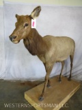 Lifesize Female Elk on Base TAXIDERMY