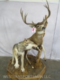 LIFESIZE WOLF ATTACKING MULE DEER ON BASE TAXIDERMY