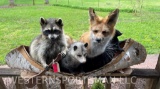 Noah's Ark, Canoe, with 4 Critters, Red Fox, Raccoon, Possum, and a Skunk, NEW Taxidermy