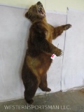 XL Lifesize Standing Brown Bear TAXIDERMY