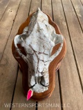 HUGE Grizzly Bear skull, / in Snow Camo /mounted on a beautiful wood display. ALL teeth, AK. Cities