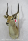 Red Lechwe Sh Mt *TX RES ONLY* TAXIDERMY