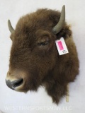 American Buffalo - Bison SH MT Taxidermy