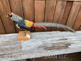 Lady Amherst Pheasant mount Beautiful Taxidermy