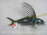 ROOSTERFISH MT TAXIDERMY