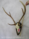 SIKA DEER EURO MT ON PLAQUE TAXIDERMY