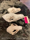 3 LG. Coyote, Red Fox, and Raccoon, SKULLS, with ALL teeth, Excellent condition, Great Taxidermy 3X$