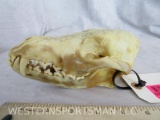 COMPLETE COYOTE SKULL TAXIDERMY