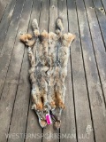 Two Beautiful,, NEW, soft tanned Coyote hides/furs Great Taxidermy == 2 X $
