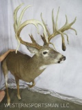 UNCOMMON LIFESIZE WHITETAIL W/REPRODUCTION ANTLERS TAXIDERMY