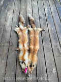 Two, LG. Red Fox hides/furs, 46 and 48 inches long, New Soft tan, Taxidermy 2 x $