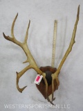 UNCOMMON CARIBOU RACK ON PLAQUE TAXIDERMY