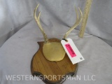 COUES DEER RACK ON PLAQUE TAXIDERMY